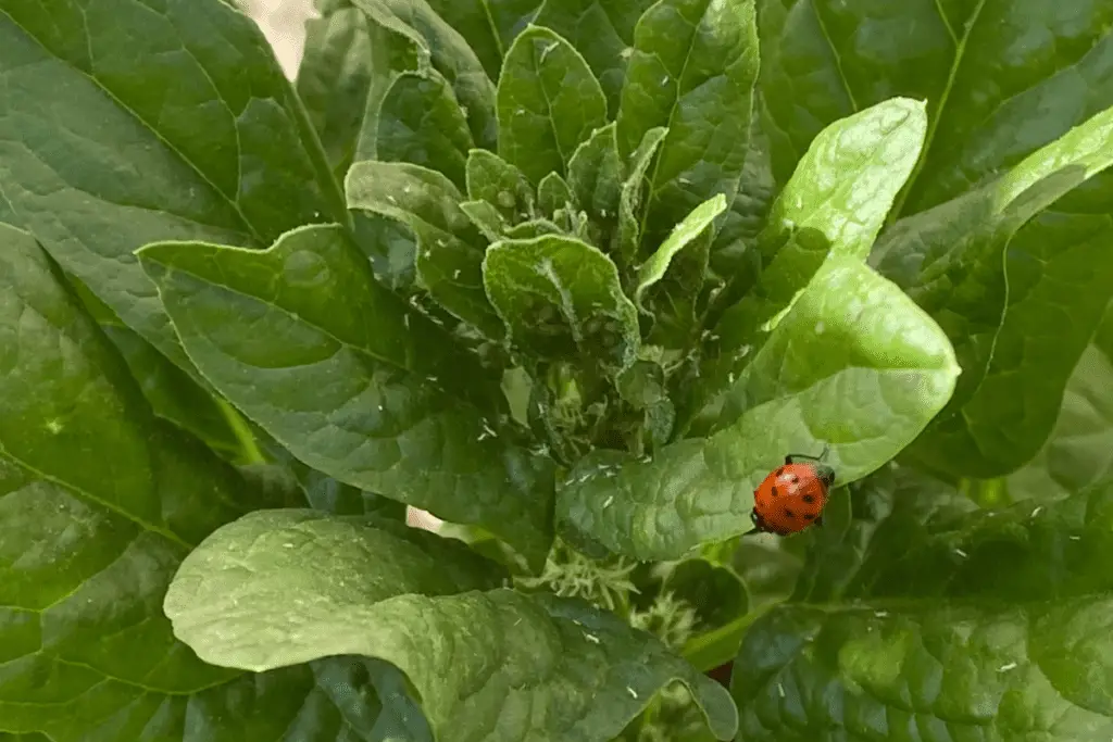 Ladybug on Aphid Infested Spinach