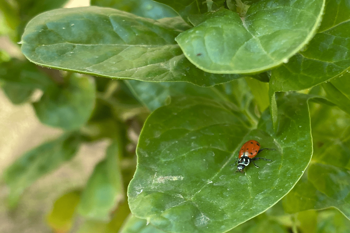 Ladybug on Spinach Leaf