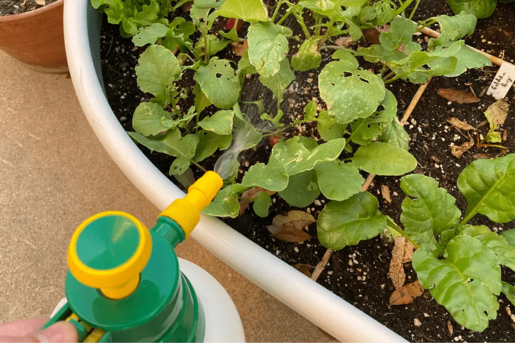 Spraying Plants with Insecticidal Soap