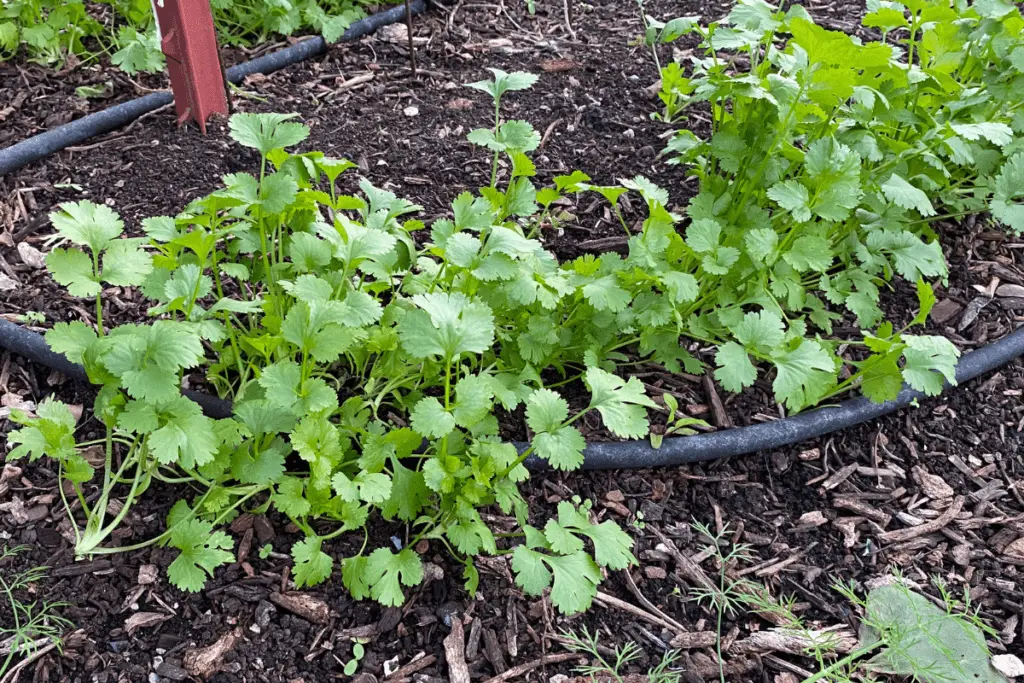 Cilantro Growing in a Raised Bed