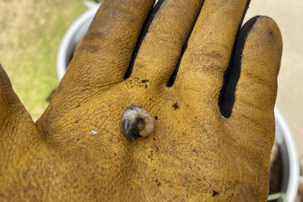 Close Up of a Grub