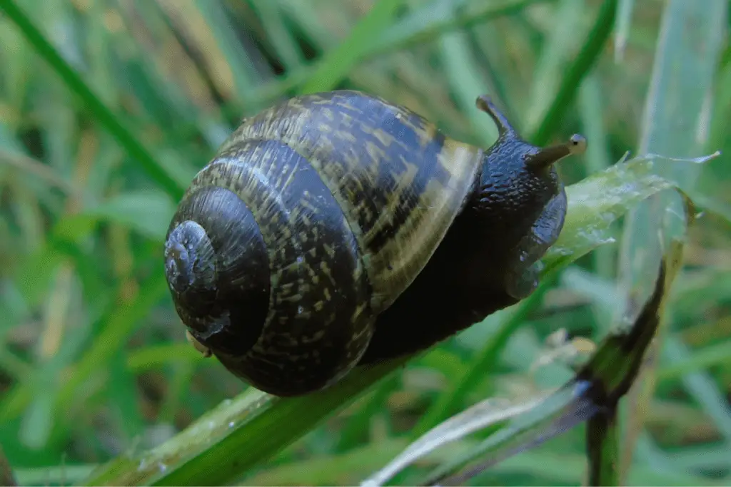 Copse Snail (Arianta arbustorum)