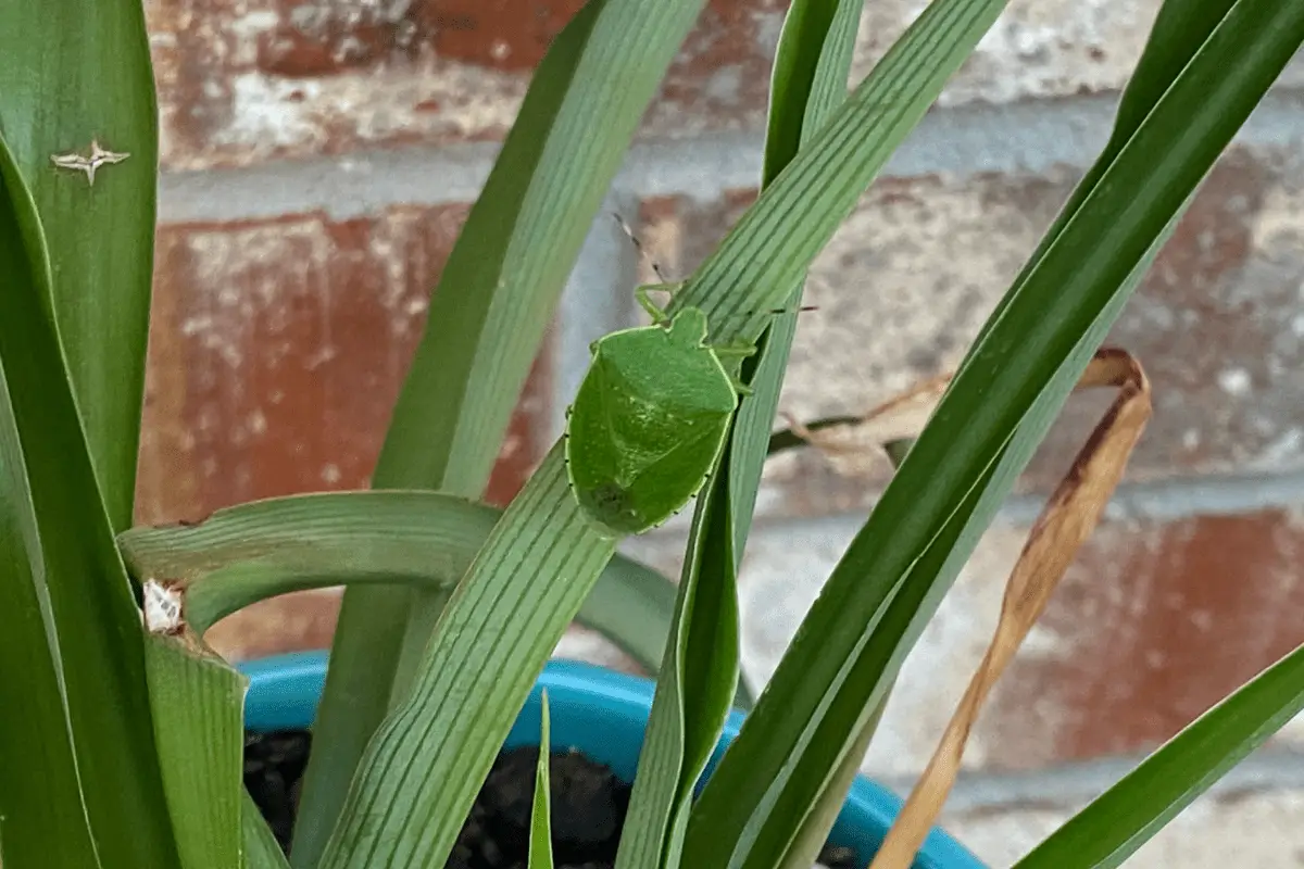 Dark Green Stink Bug