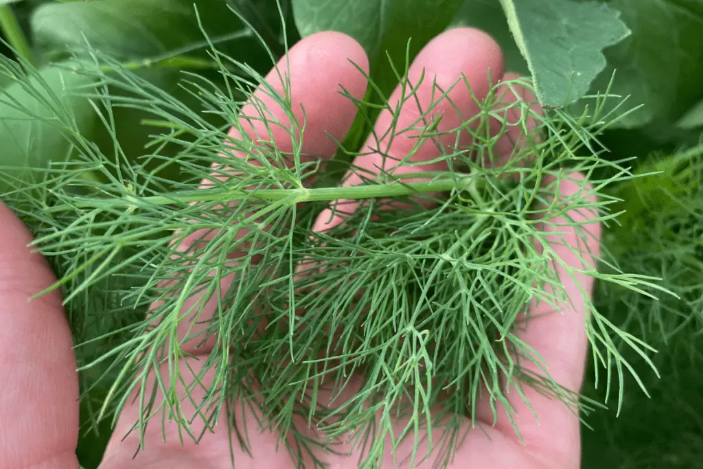 Delicate Foliage of a Dill Plant