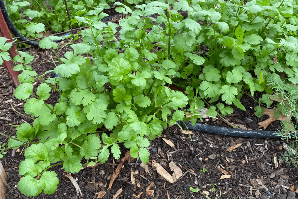 Garden Bed Filled with Cilantro