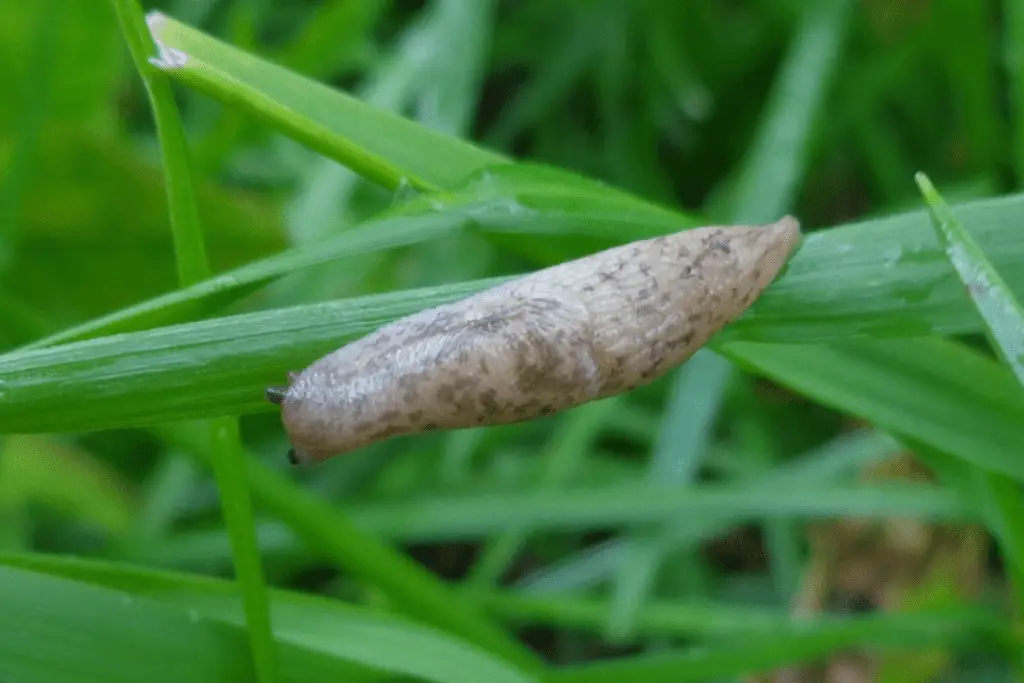 Gray Garden Slug (Deroceras reticulatum)