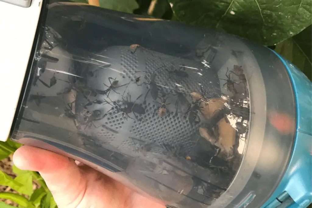 My Hand Vacuum, Filled with Bugs