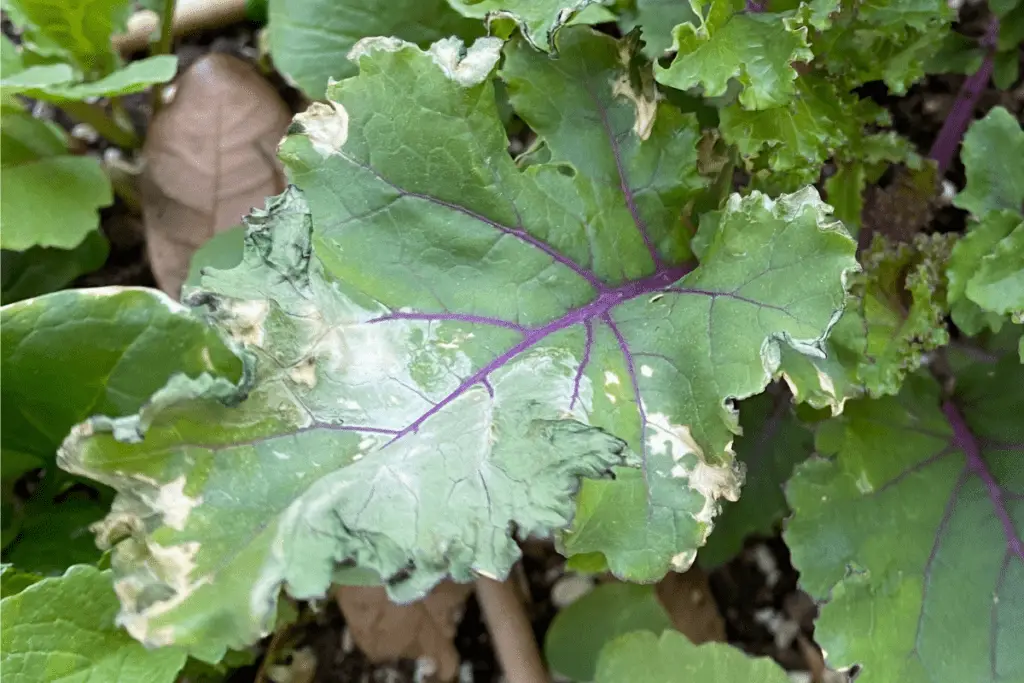 Kale Leaf Burns Caused by Neem Oil