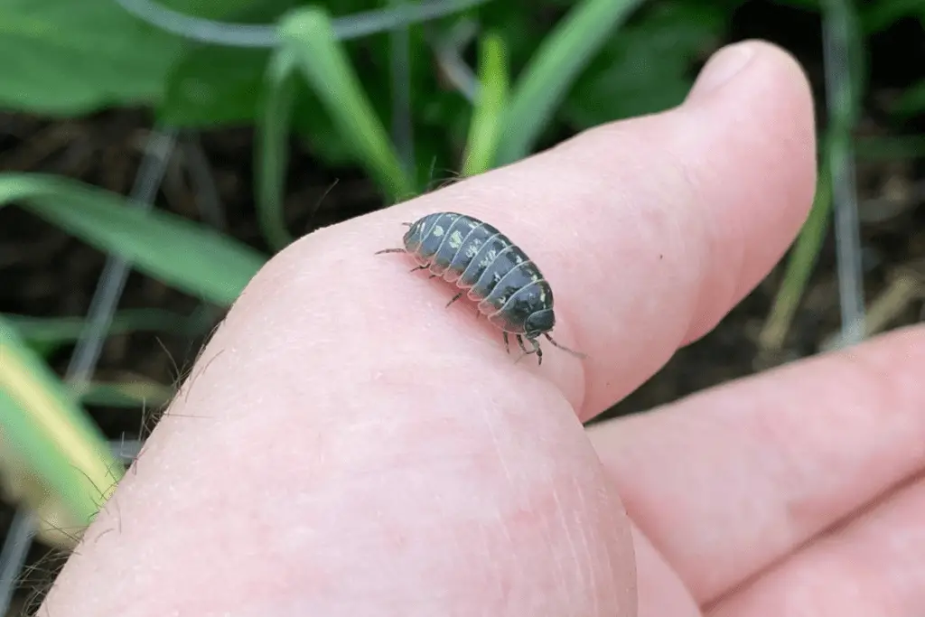 Large Pill Bug Crawling on My Hand