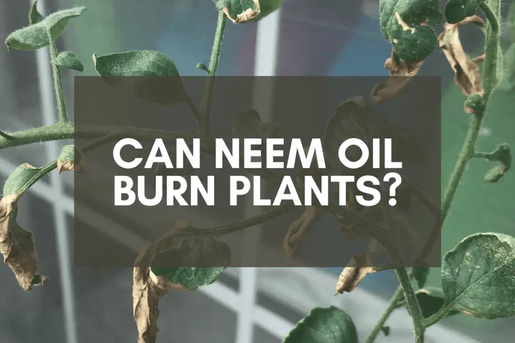 Can You Use Too Much Neem Oil on Plants? – Backyard Garden Geek