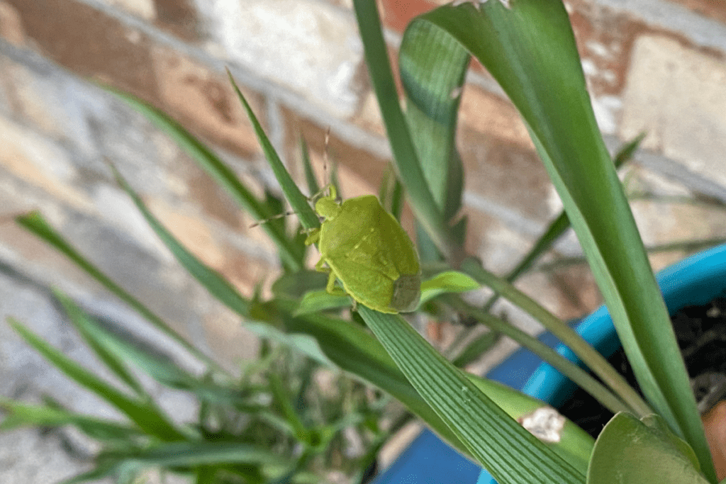 Light green stink bug camouflaged on a patio plant