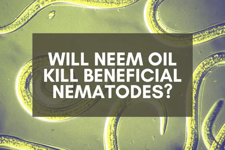 Will Neem Oil Kill Beneficial Nematodes? Advice + Tips