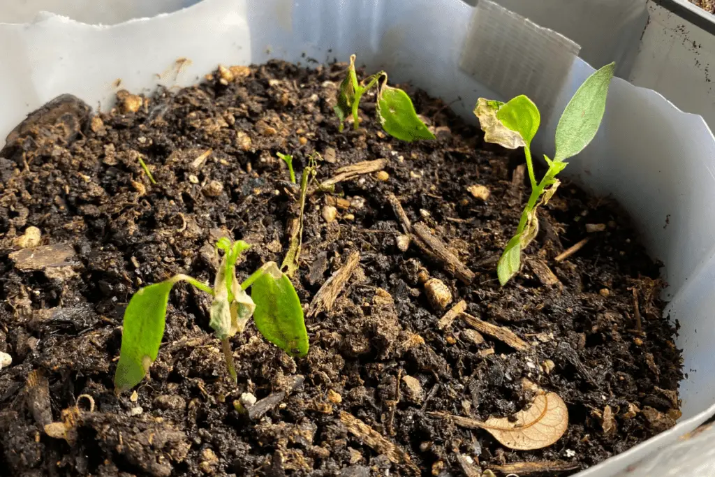 Pepper Seedlings Destroyed by Aphids