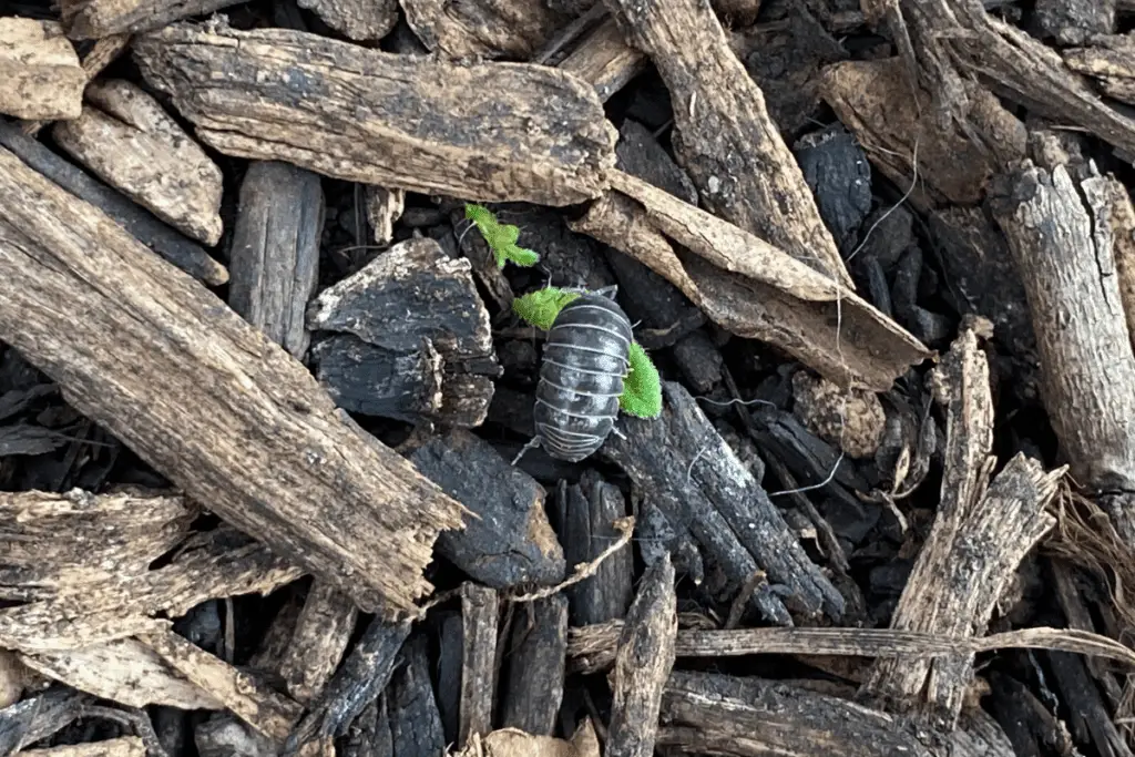 Pill Bug Chewing on a Piece of Discarded Tomato Leaf