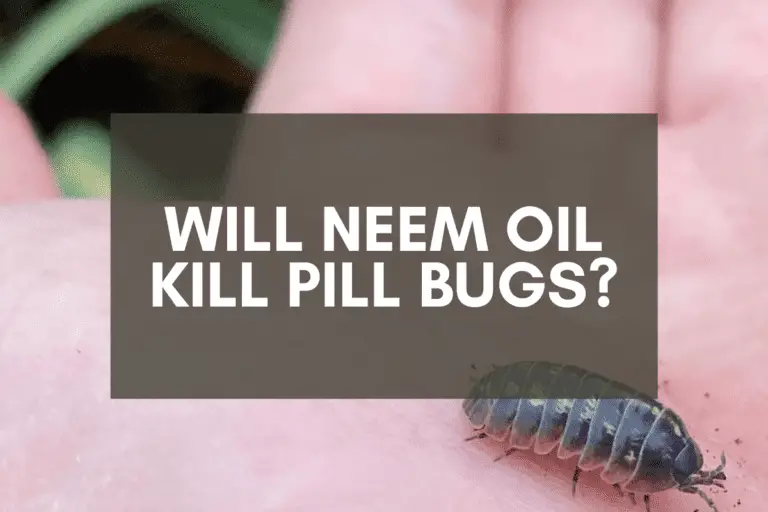 Using Neem Oil to Kill Pill Bugs: Should You Try It?