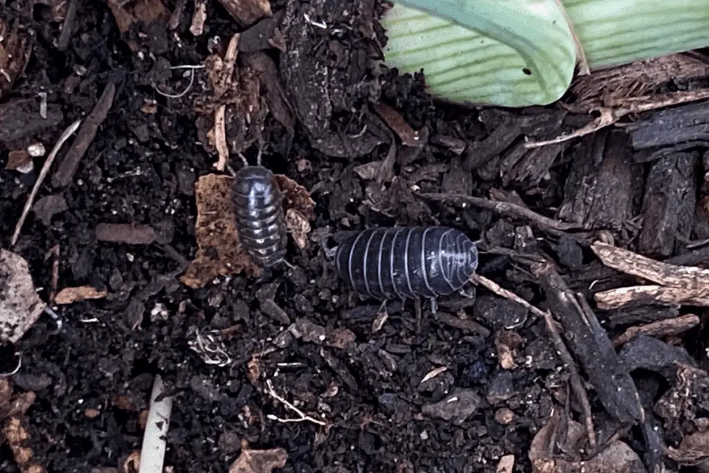 Pill Bugs Crawling on the Soil