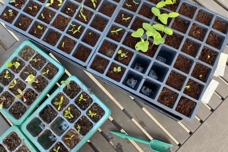 Using Neem Oil on Seedlings: 7 Things to Keep in Mind