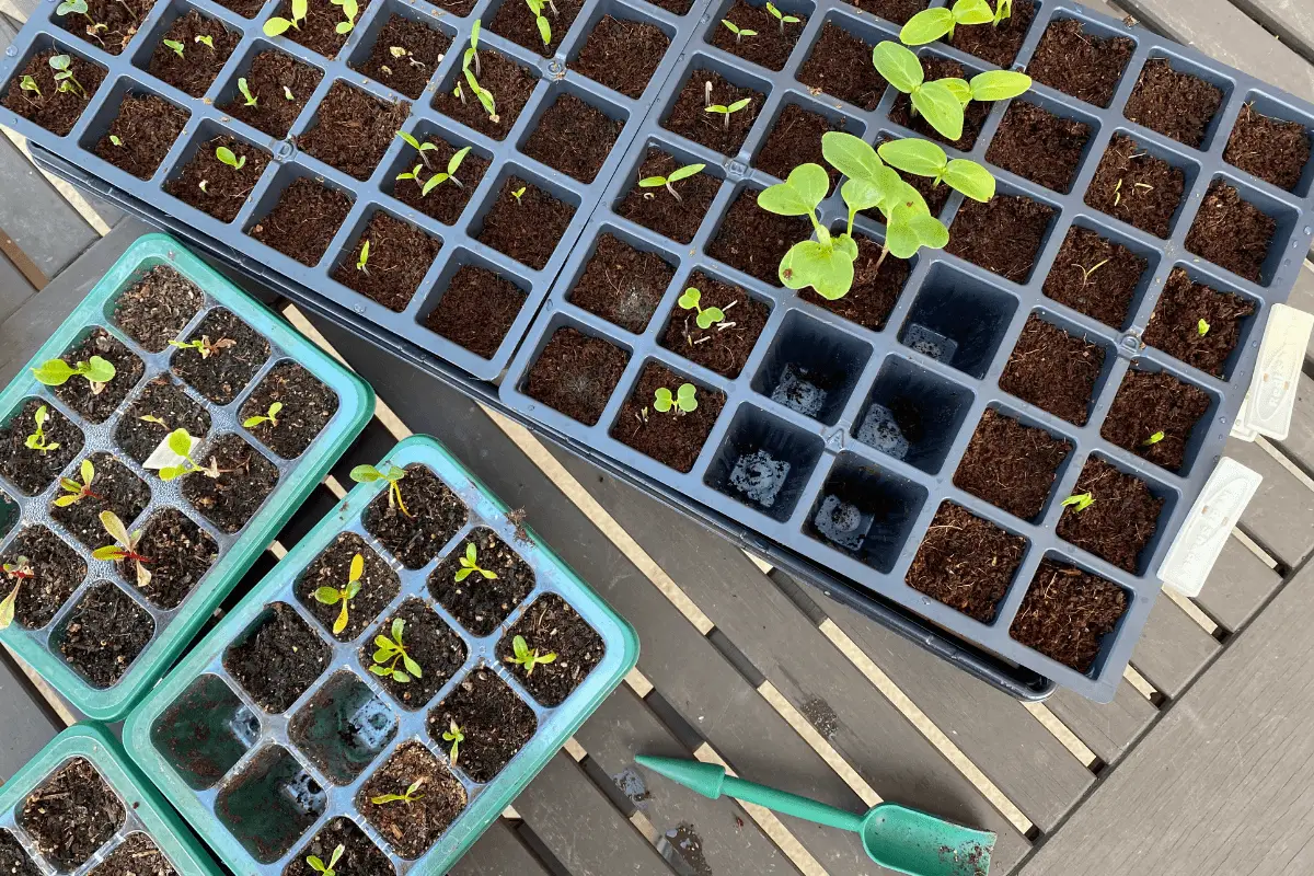 Seed Trays with Seedlings