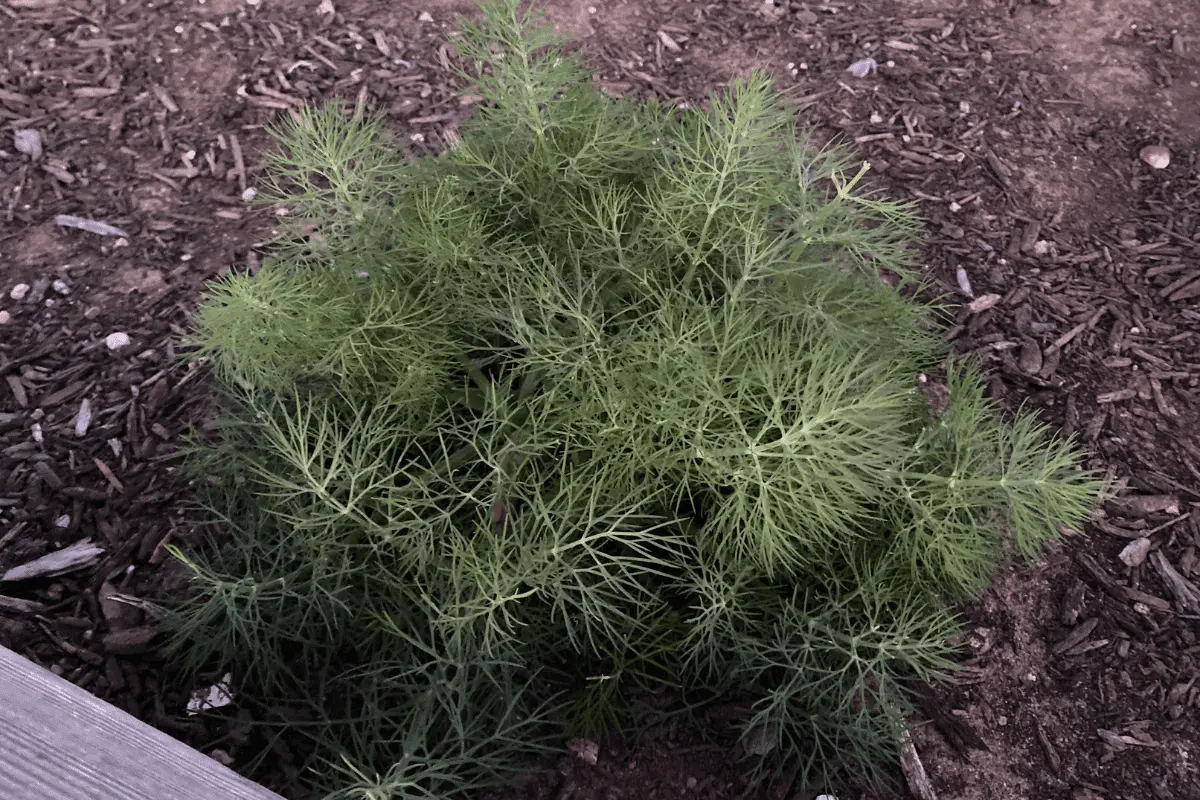 Small Dill Plant