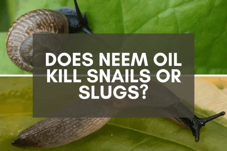 Does Neem Oil Kill Snails or Slugs? Here’s What We Know