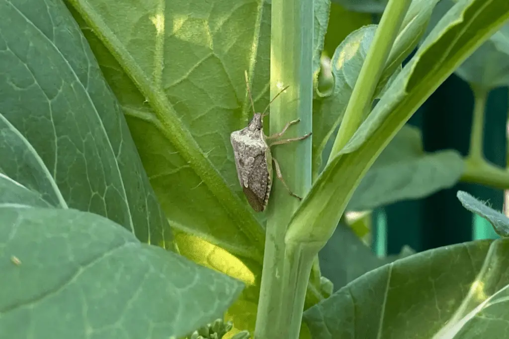 Squash Bug on Bok Choy