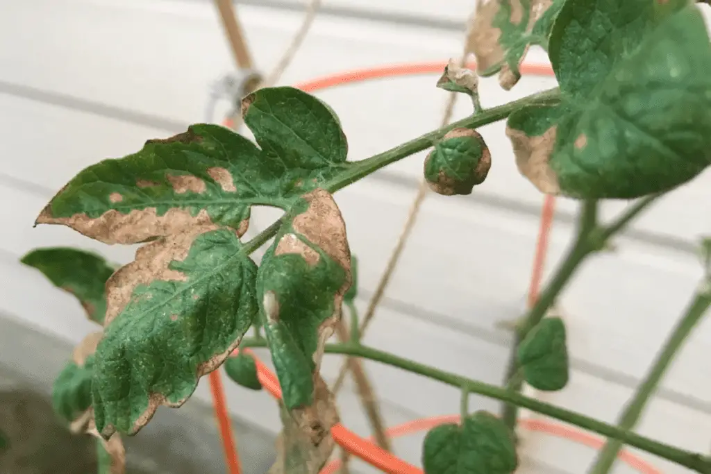 Tomato Leaves with Neem Oil Burns