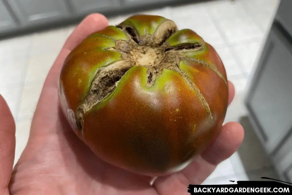 Tomato with Moderate Cracking