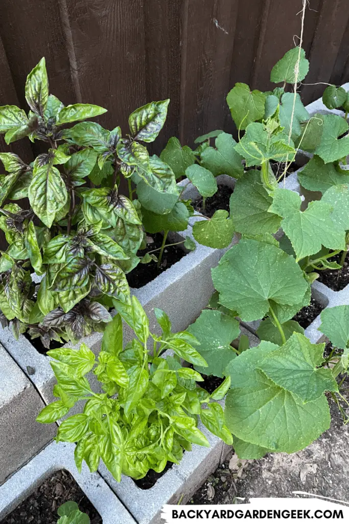 Basil and Cucumber Plants Growing in Cinder Block Holes