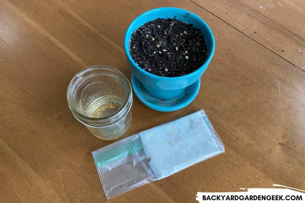 Canned Tomato Seeds in Soil, Water, and Ziploc Bag