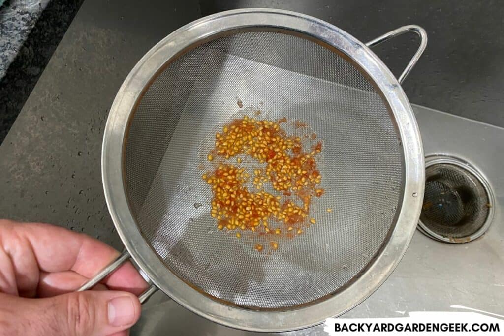Canned Tomato Seeds in My Metal Strainer