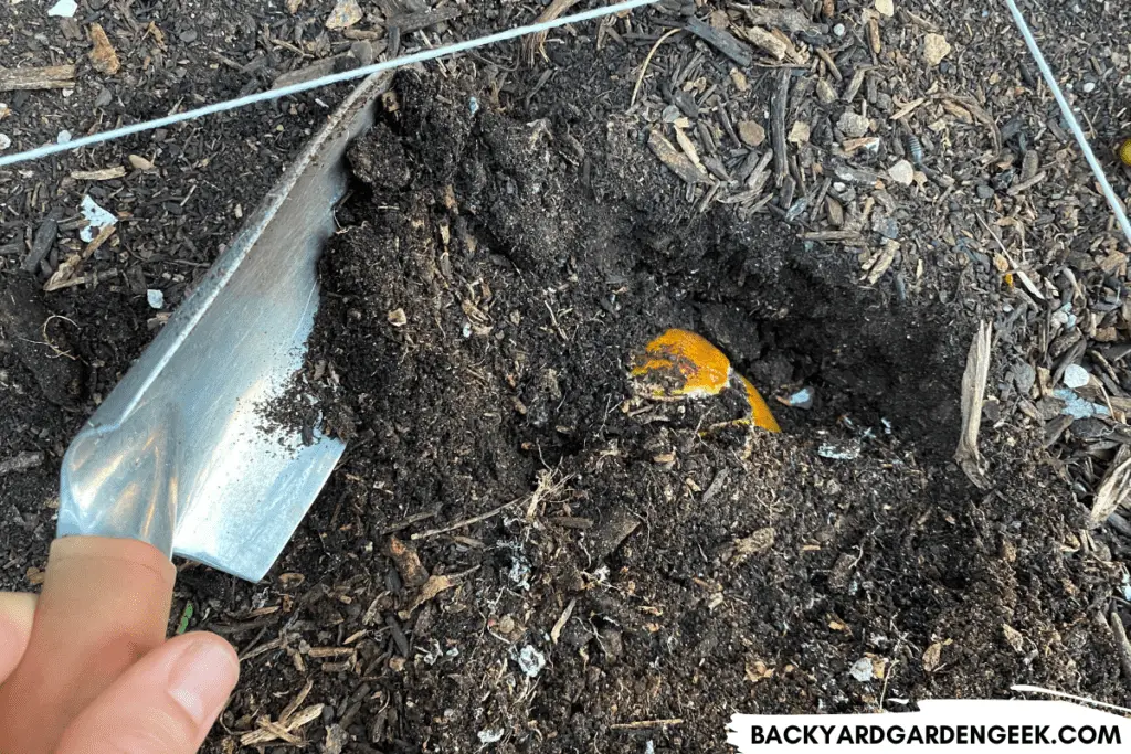 Covering a Whole Tomato with Soil