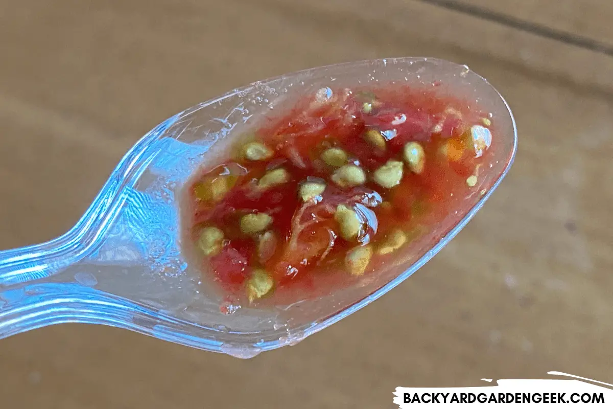 Tomato Seeds and Seedlings What Do They Look Like? Backyard Garden Geek