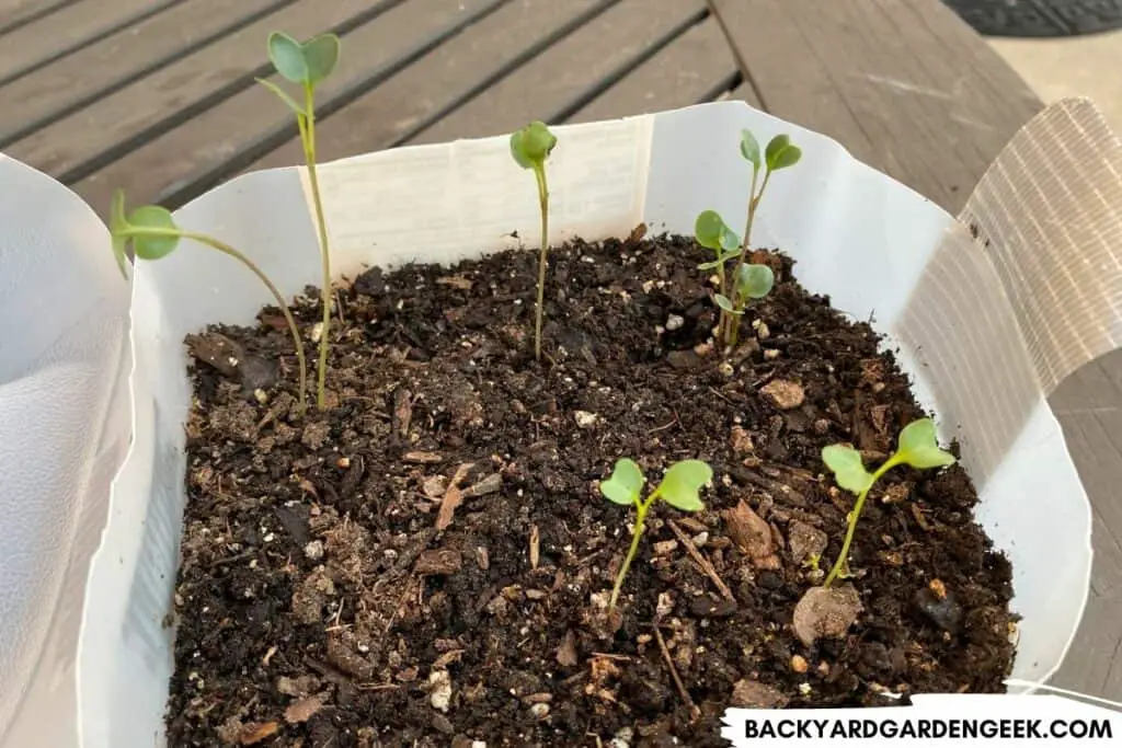 Leggy Seedlings Growing in a Milk Jug