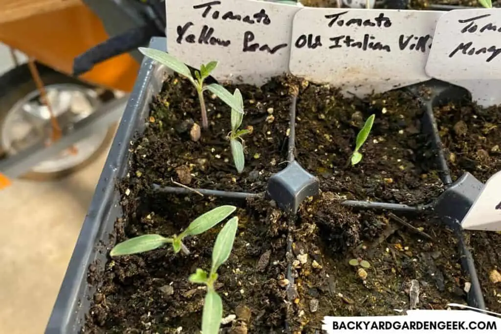 Newly Sprouted Tomato Seedlings