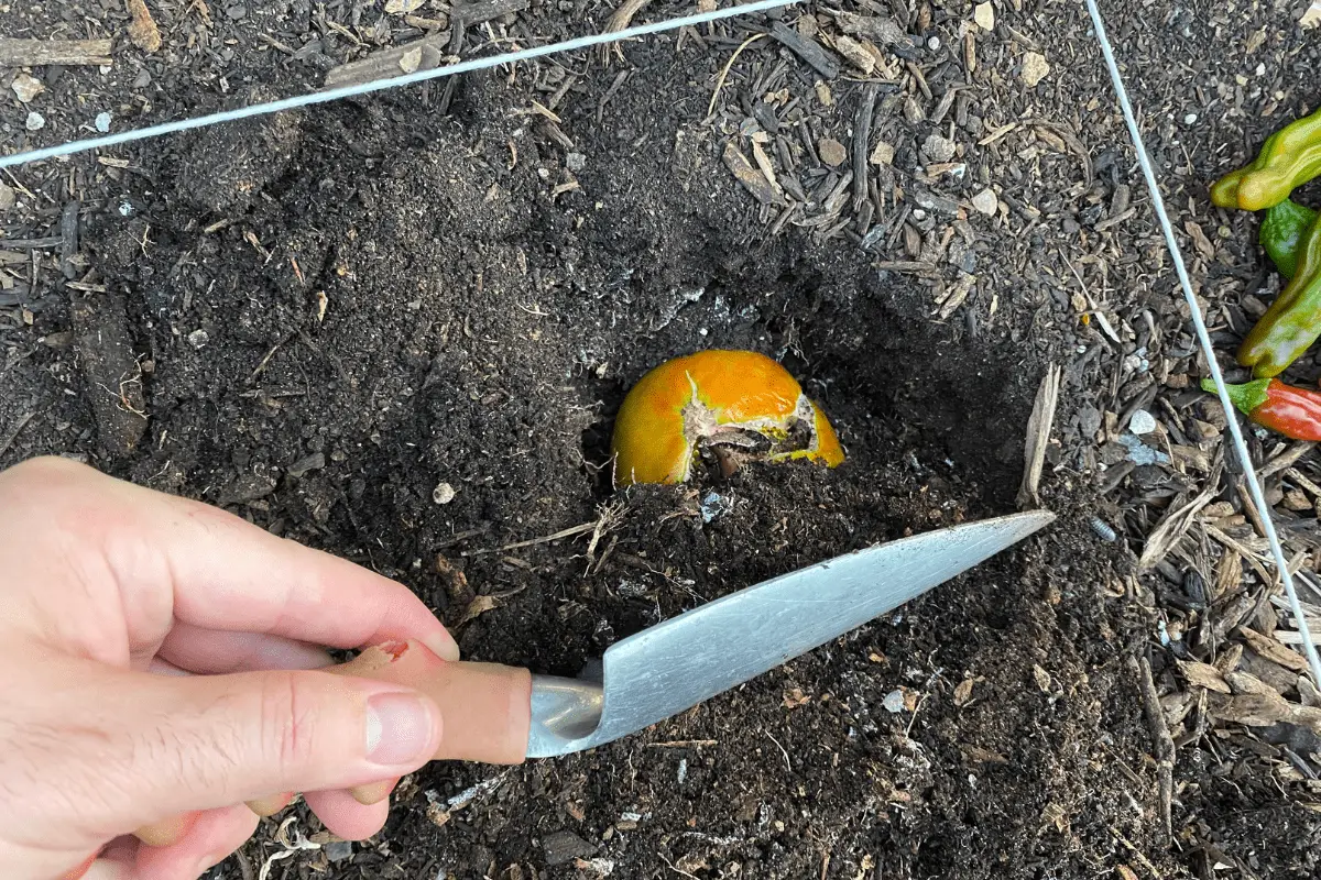 Planting a Whole Tomato in Soil