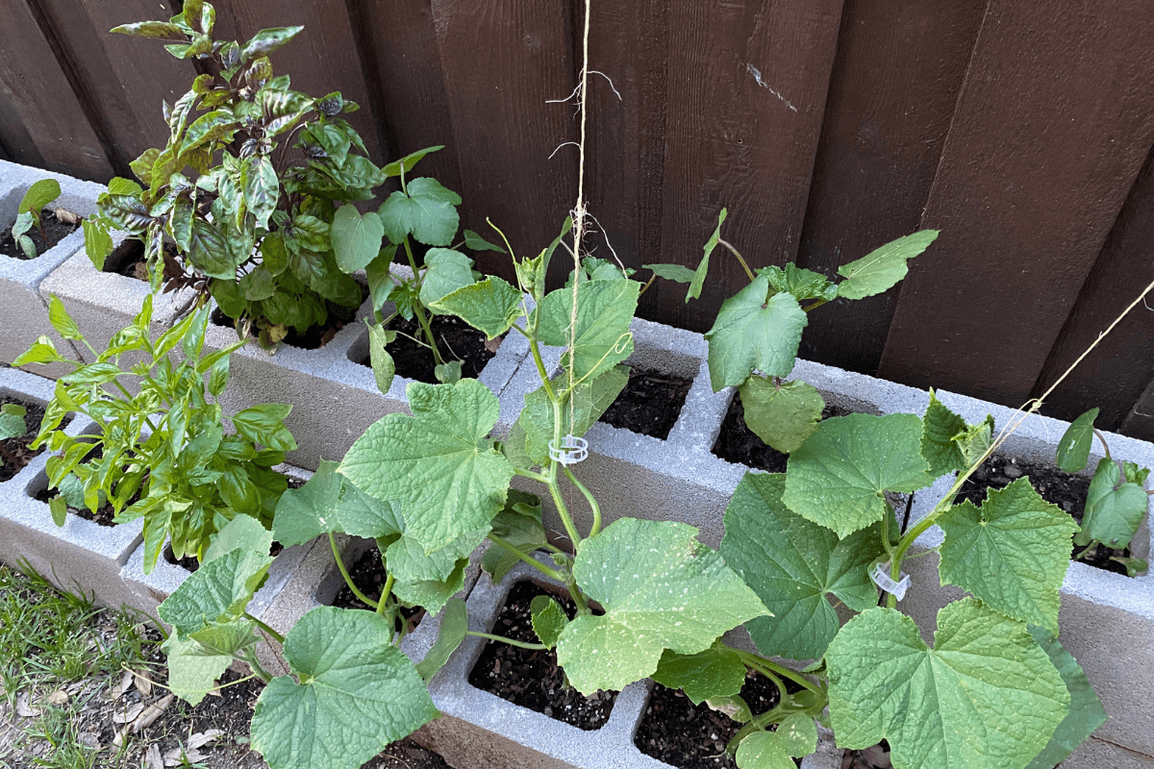 Plants Growing in Cinder Block Holes