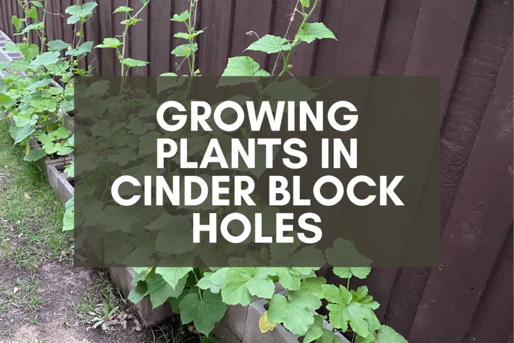 Plants Growing in Cinder Block Holes