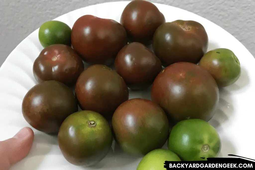 Plate Full of Kumato Tomatoes