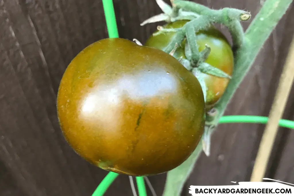 Ripening Kumato Tomatoes