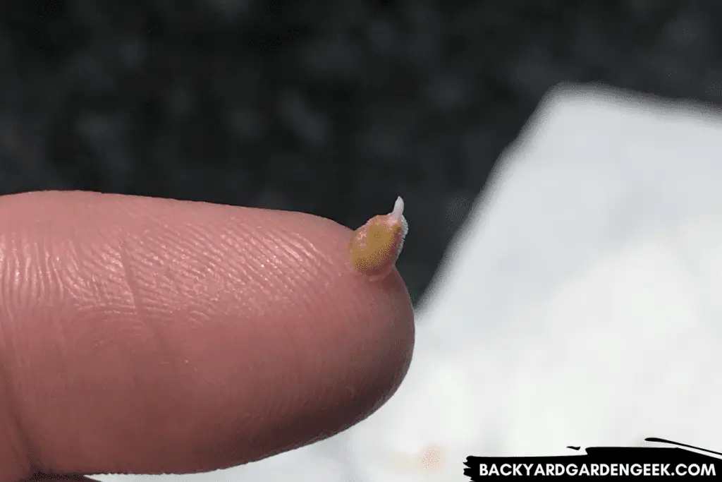 Tomato Seed with a Newly-Emerging Radicle