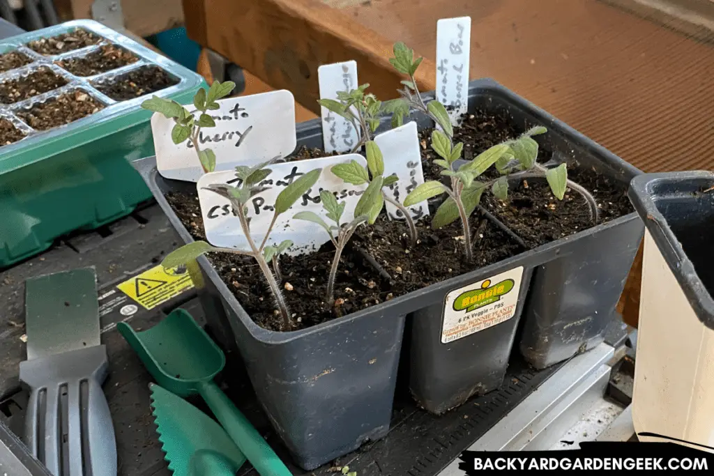 Small Tomato Seedlings