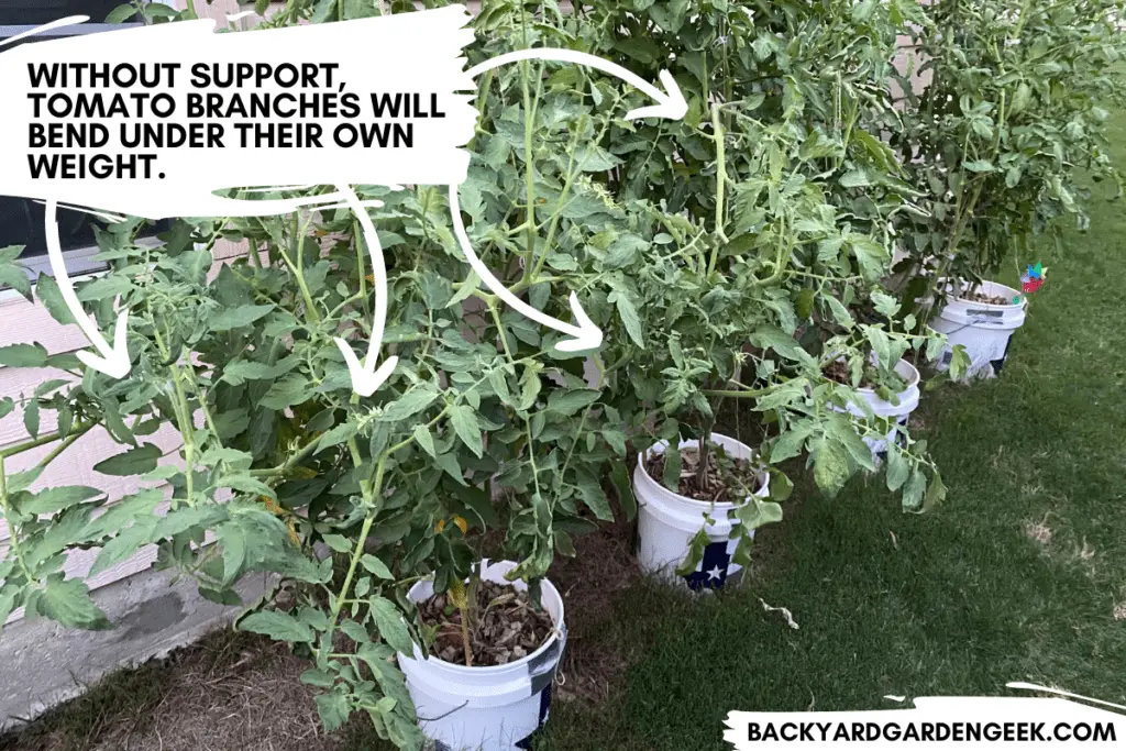 Tomato Branches Bending Under Weight