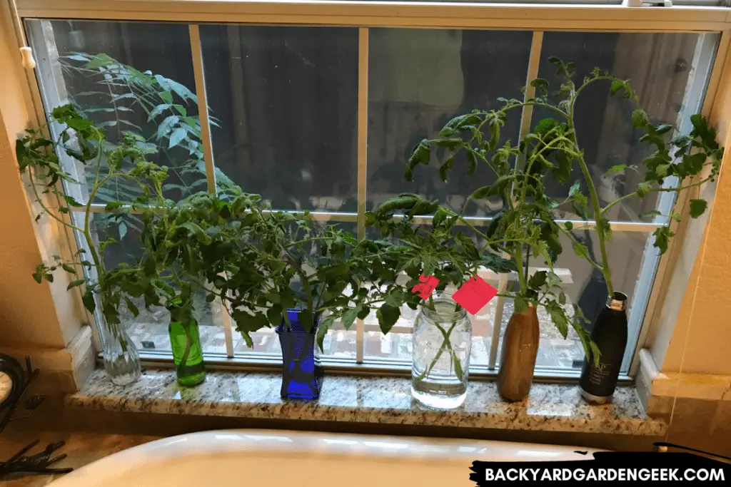 Tomato Clones in Water