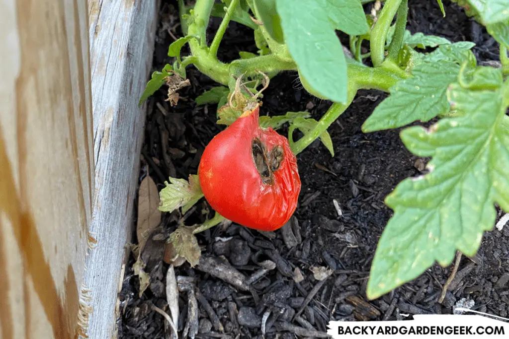 Tomato Rotting on the Vine