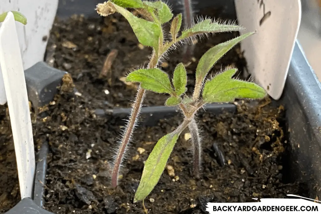 Tomato Seedlings with Their First True Leaves