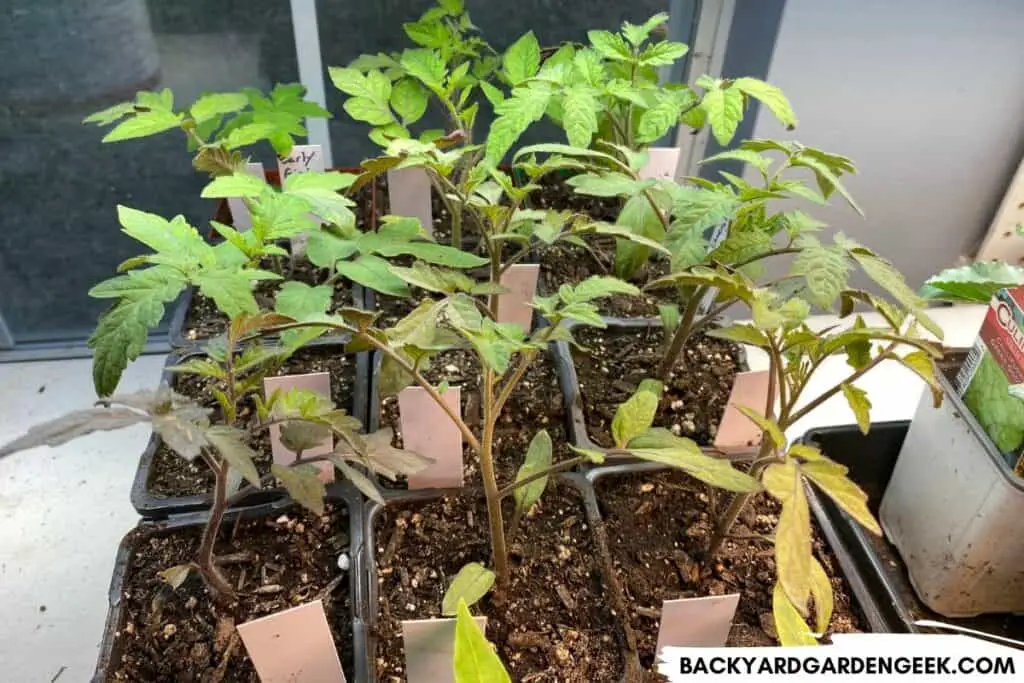 Tomato Seedlings Thriving Underneath Grow Lights