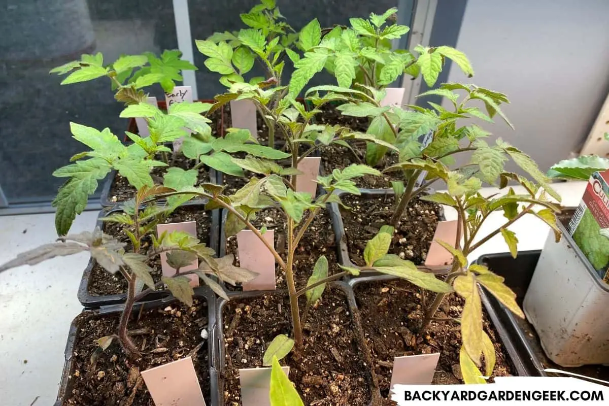 Do Tomato Seeds Need Sunlight to Germinate? 5 Planting Tips Backyard