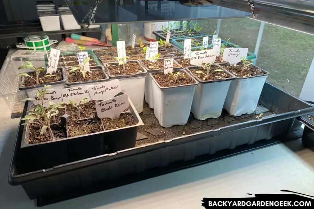 Tomato Seedlings Under a Grow Light and Near a Window