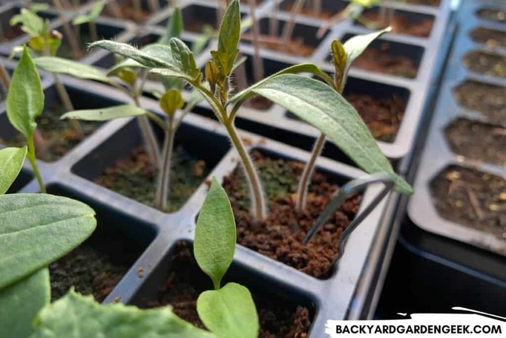 Tomato Seedlings in Loamy Soil