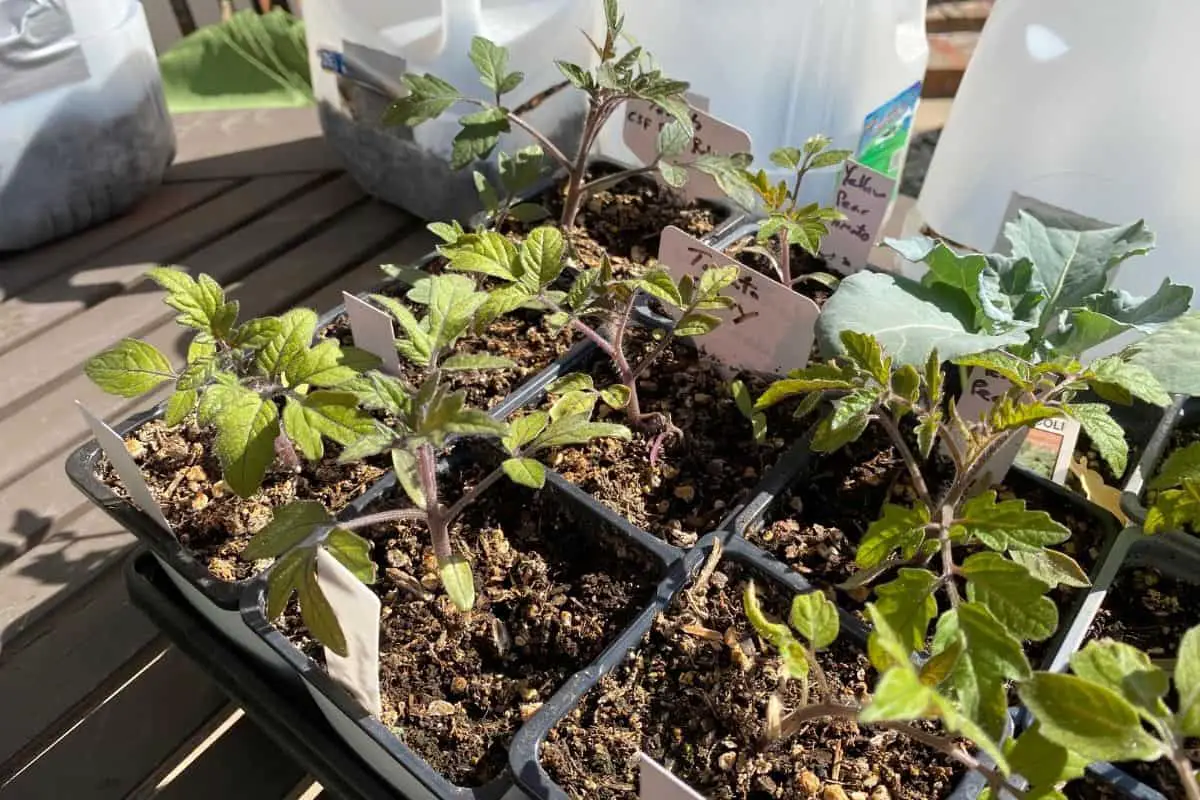 Tomato Seedlings in Sunlight